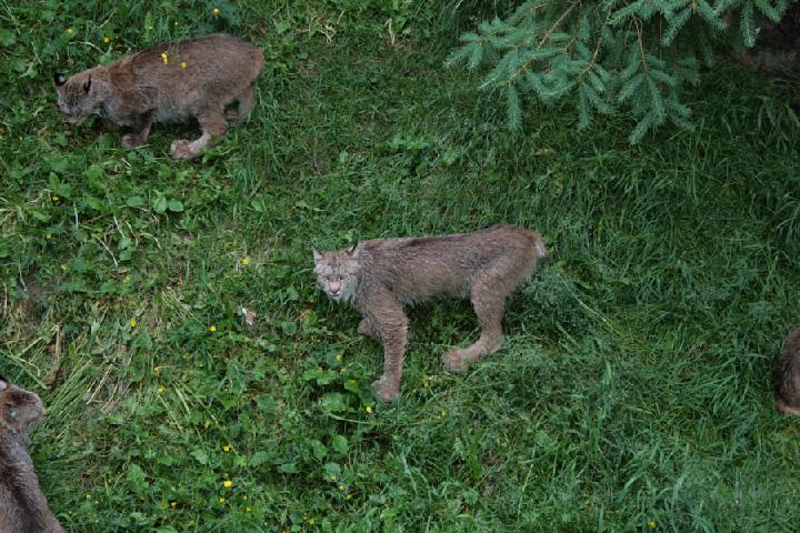 zoo 048.JPG